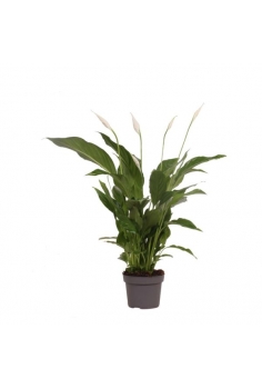 SPATHYFHILLUM C-13 (alt:...