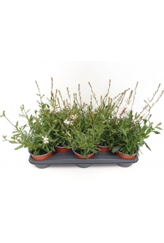 GAURA BLANCA C-13 (alt:...