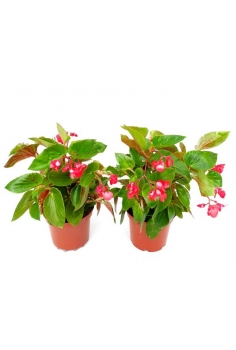 BEGONIA DRAGONERA 3L (alt:...