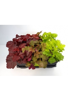 HEUCHERA MIX 2L (30cm)...