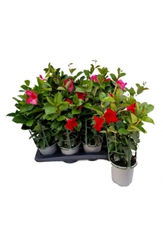 DIPLADENIA MIX C-13 (alt:...