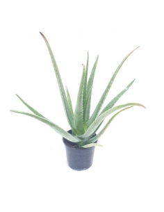 ALOE VERA C-17 (alt:...