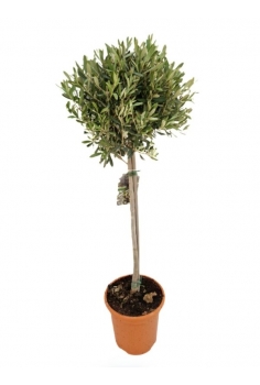 OLIVO COPA (90-100cm) Olea...
