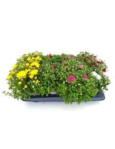 A-CHRYSANTHEMUM MIX C-13...