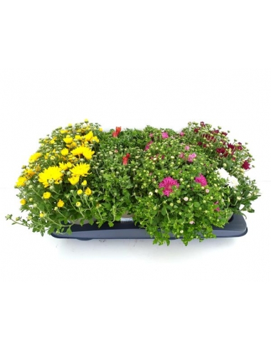 A-CHRYSANTHEMUM MIX C-13 (23cm)...
