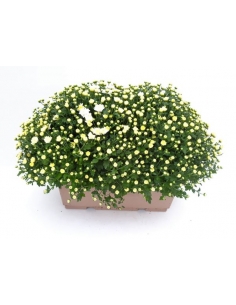 J-CHRYSANTHEMUM JARIDNERA...