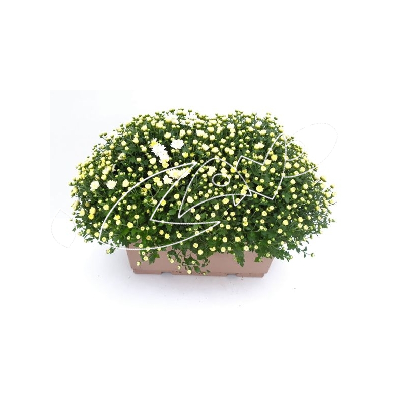 J-CHRYSANTHEMUM JARIDNERA C-40 (alt:...