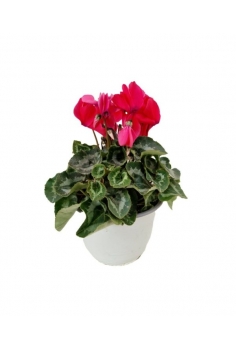 CYCLAMEN TARRINA FUCSIA...