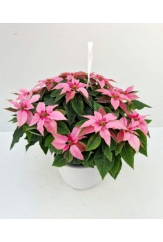 POINSETTIA PRINCETTIA ROSA...