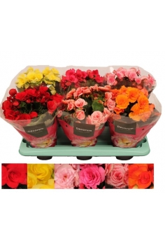 BEGONIA ELATIOR C-13 (alt:...