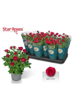 D- ROSAL MINI ROJO C-10.5...