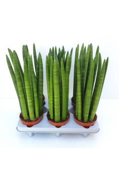 SANSIVERIA CILINDRICA C-12...