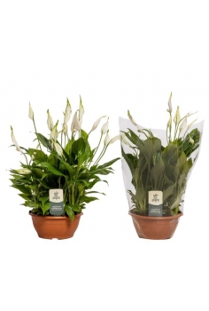 SPATHIPHYLLUM TARRINA C-17...