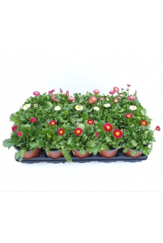 BELLIS MIX (botonets) C-11...