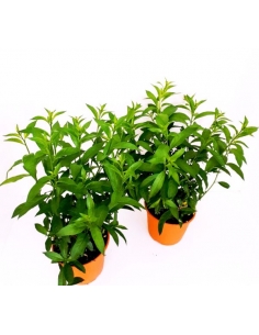 CESTRUM NOCTURNUM 5L (alt:...