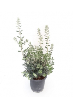 METROSIDEROS 10L (75-100cm)...