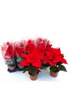 POINSETTIA UNIFLORA C-11...