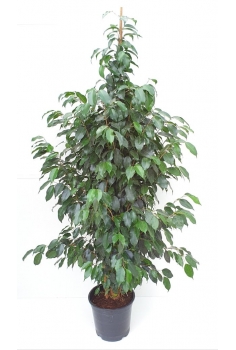 FICUS BENJAMINA C-30 (alt:...
