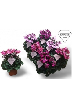CYCLAMEN MINI PTICOAT MIX...
