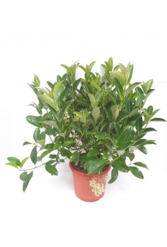 VIBURNUM 5L lucidum (alt:...