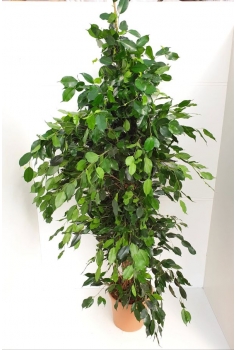 FICUS BENJAMINA C-30 (alt:...