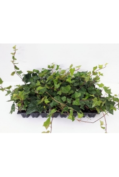 HEDERA arbeolo VERDE HOJA...