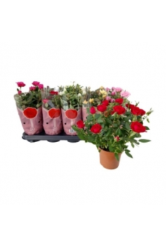 ROSAL MINI MIX C-10.5 (alt:...