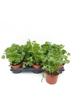 CILANTRO (coriandrum...