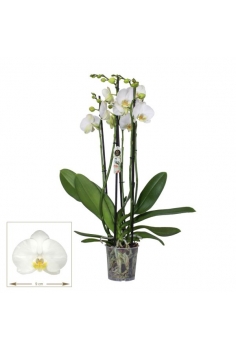 PHALAENOPSIS BLANCO C-12...