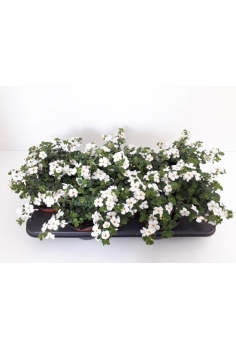 BACOPA C-13 blanca...