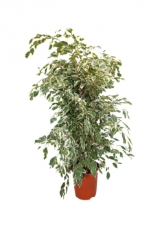 FICUS BENJAMINA STARLIGHT...