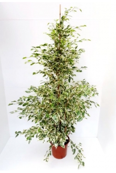 FICUS BENJAMINA STARLIGHT...