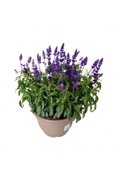 SALVIA FARINACEA T-25...