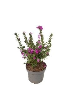 LEUCOPHYLLUM GREEN CLOUD 3L...