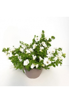 SURFINIA BLANCA TARRINA...