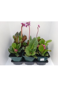 BERGENIA 2L (20-25cm)...