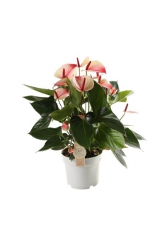 ANTHURIUM PRINCESS C-17...