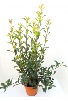 PHOTINIA FRASERII 10L (alt:...