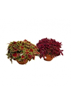 COLEOS TARRINA T-25 (diam:...