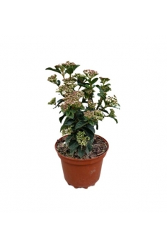 VIBURNUM TINUS 3L (alt:...