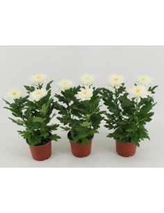 CHRYSANTHEMUM ZEMBLA BLANCO...