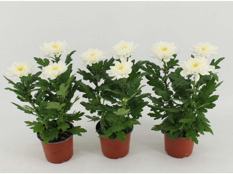 CHRYSANTHEMUM ZEMBLA BLANCO C-12...