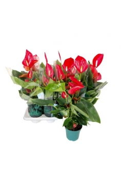 ANTHURIUM MELODIA ROJO C-14...