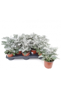 CINERARIA MARÍTIMA C-13...