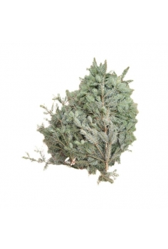 RAMA ABETO NORMANDIANA...