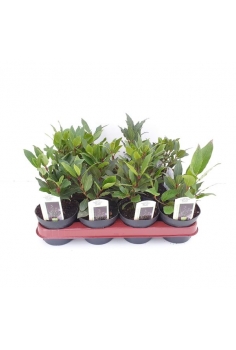 LAUREL C-11 (20-25cm)...