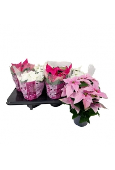 POINSETTIA PRINCETTIA MIX...