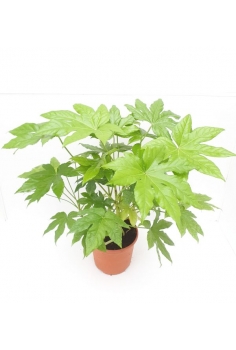 ARALIA 5L (alt: 55-65cm)...