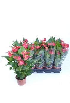 ANTHURIUM ROYAL RED C-12...