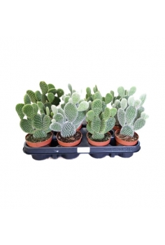 OPUNTIA MIX C-9 (alt: 20cm)...